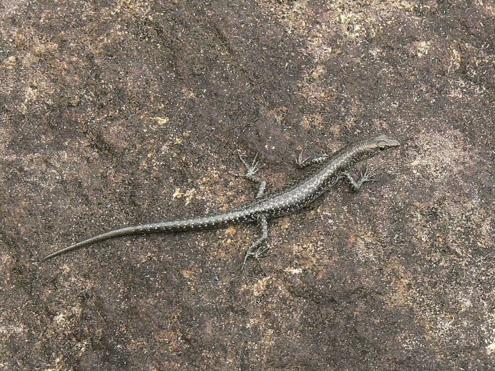 Image of Coastal snake-eyed skink