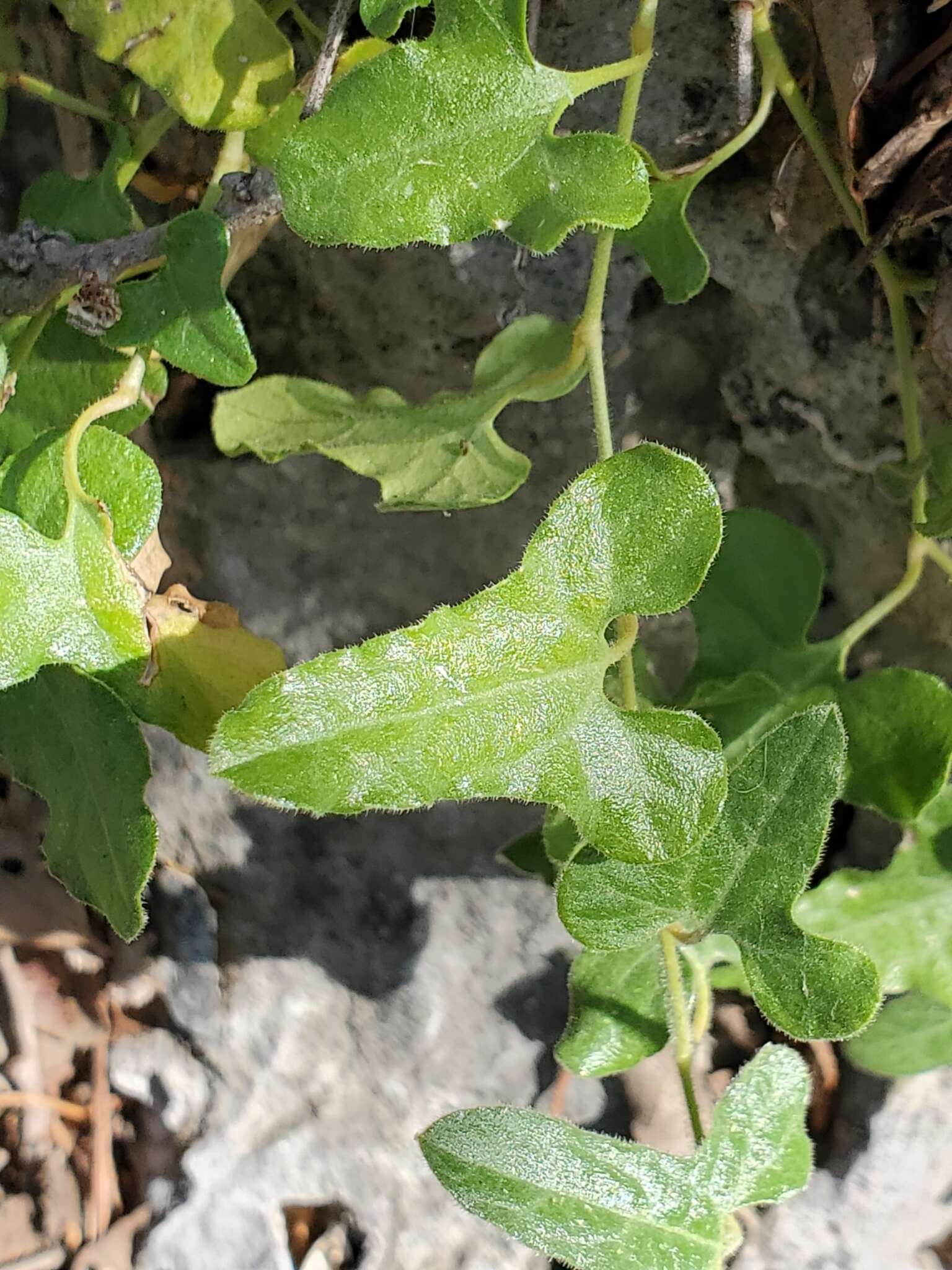 Image de Aristolochia coryi I. M. Johnston