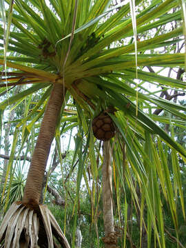 Image of Pandanus spiralis R. Br.