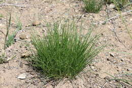 Image of Allium polyrhizum Turcz. ex Regel