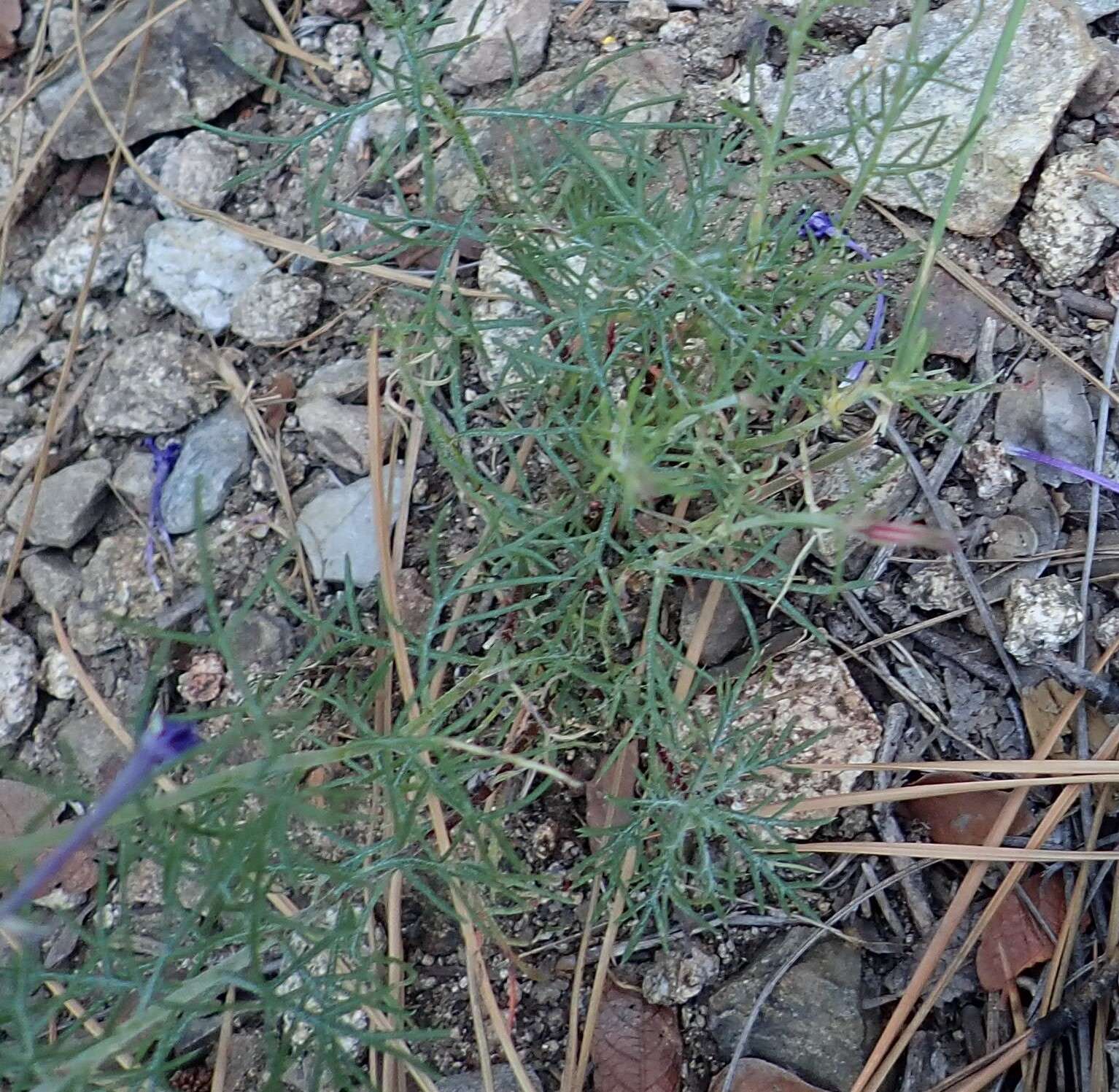 Image of El Paso skyrocket