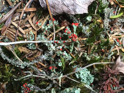 Слика од Cladonia cristatella Tuck.