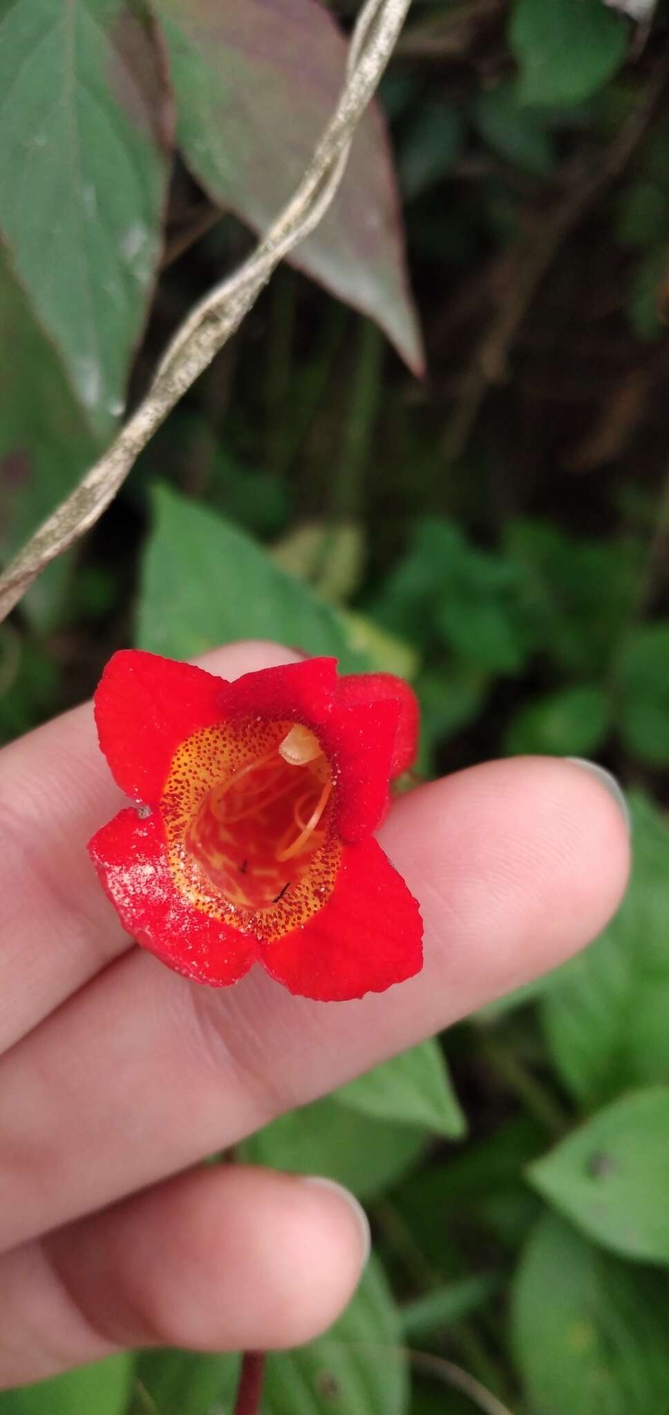 Image de Seemannia nematanthodes (Kuntze) K. Schum.