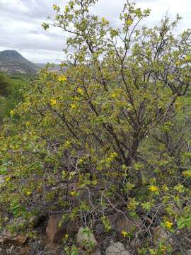 Image de Grewia hexamita Burret