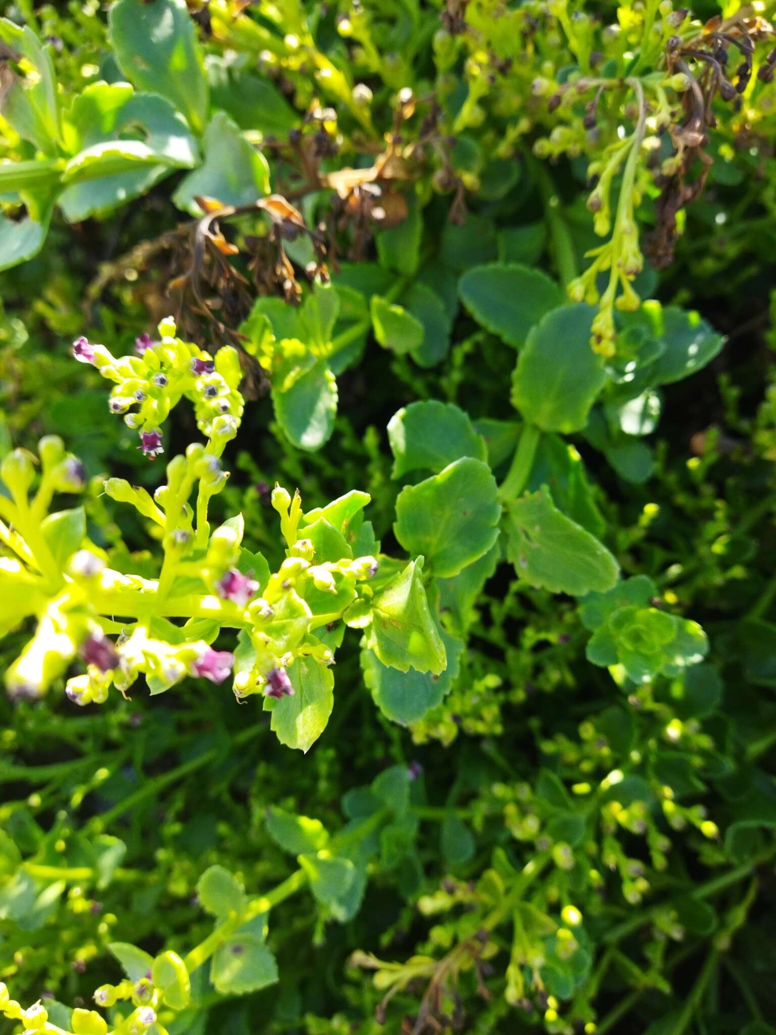 Image of Scrophularia frutescens L.