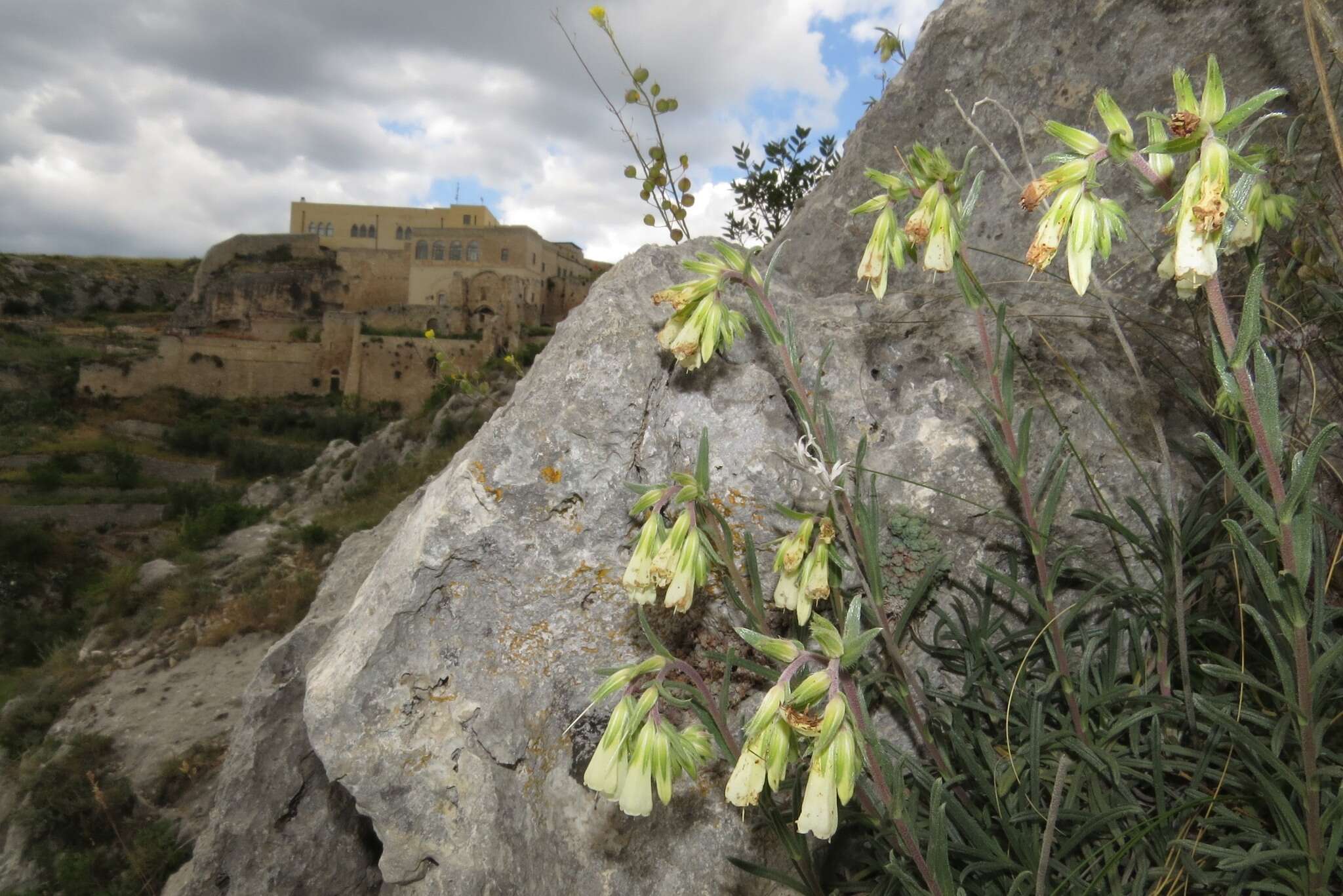 Слика од Onosma echioides subsp. angustifolia (Lehm.) Peruzzi & N. G. Passal.