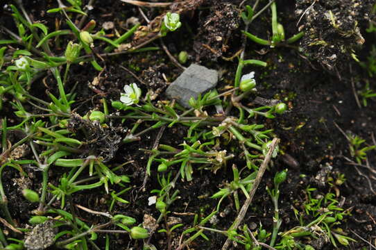 Sagina decumbens subsp. occidentalis (S. Wats.) G. E. Crow的圖片