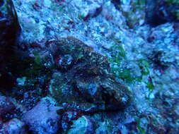 Image of leaf coral