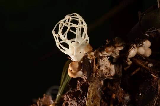 Image of Clathrus delicatus Berkeley & Broome 1875