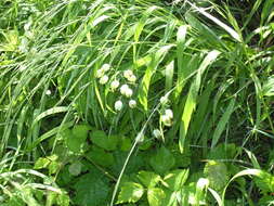 Image of Silene vulgaris subsp. bosniaca (G. Beck) Janchen ex Greuter, Burdet & Long