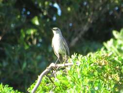 Image of Bahama Mockingbird