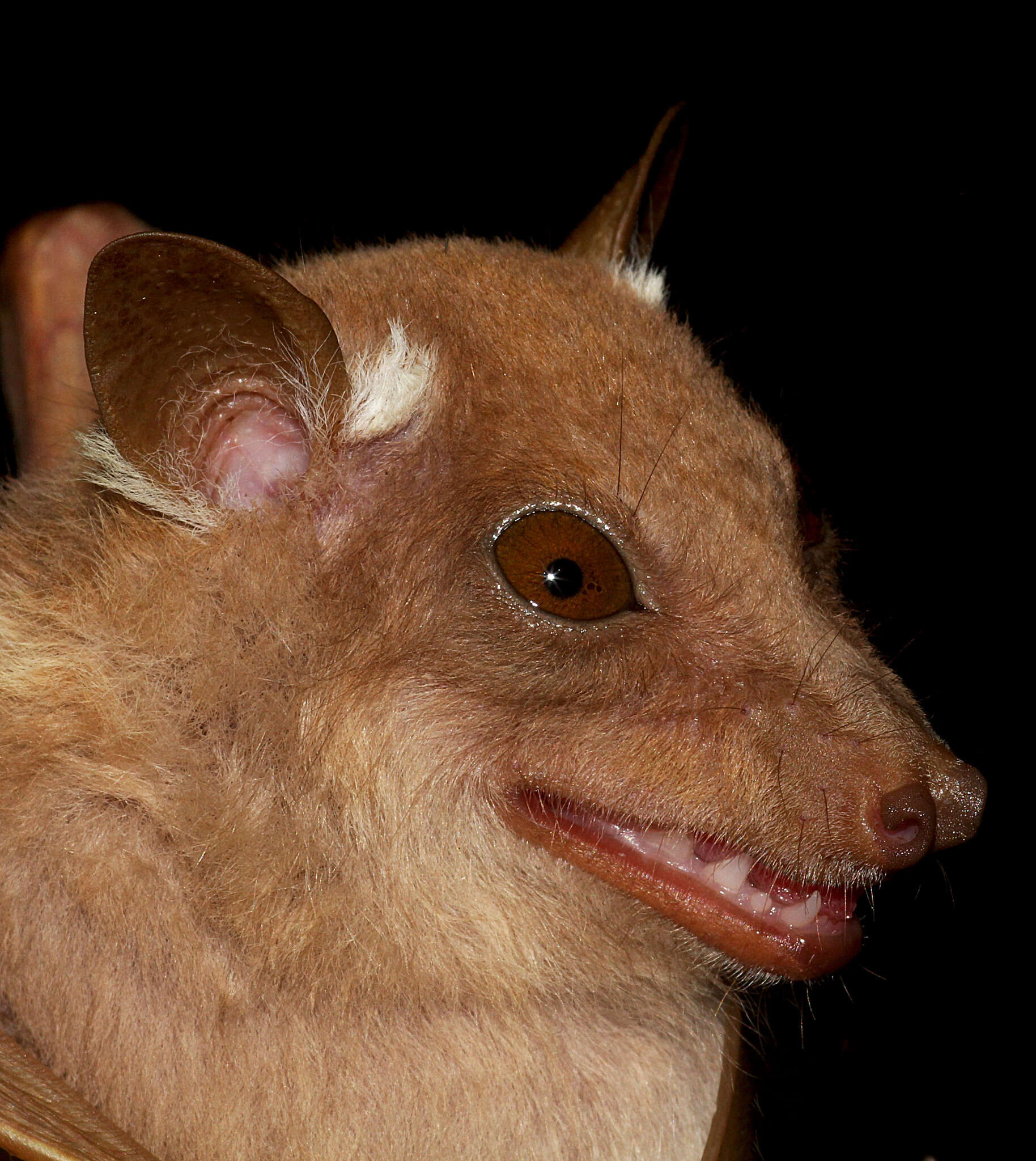 Image of Ethiopian Epauletted Fruit Bat