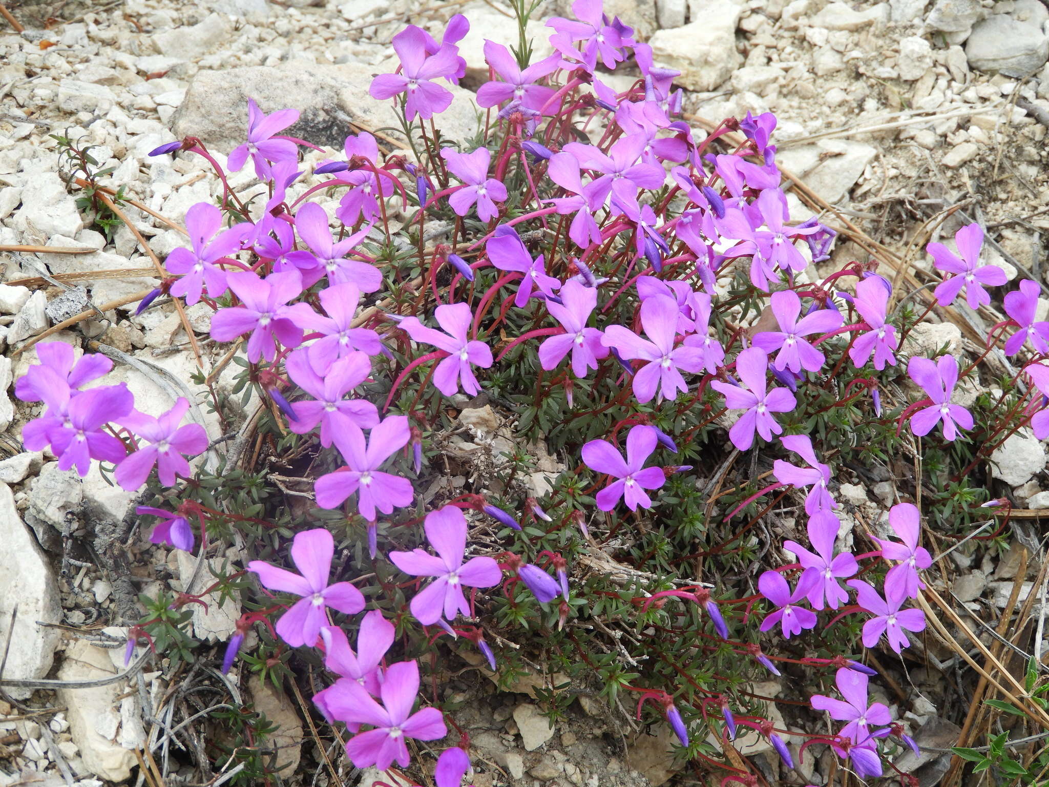 Image of Viola cazorlensis Gand.