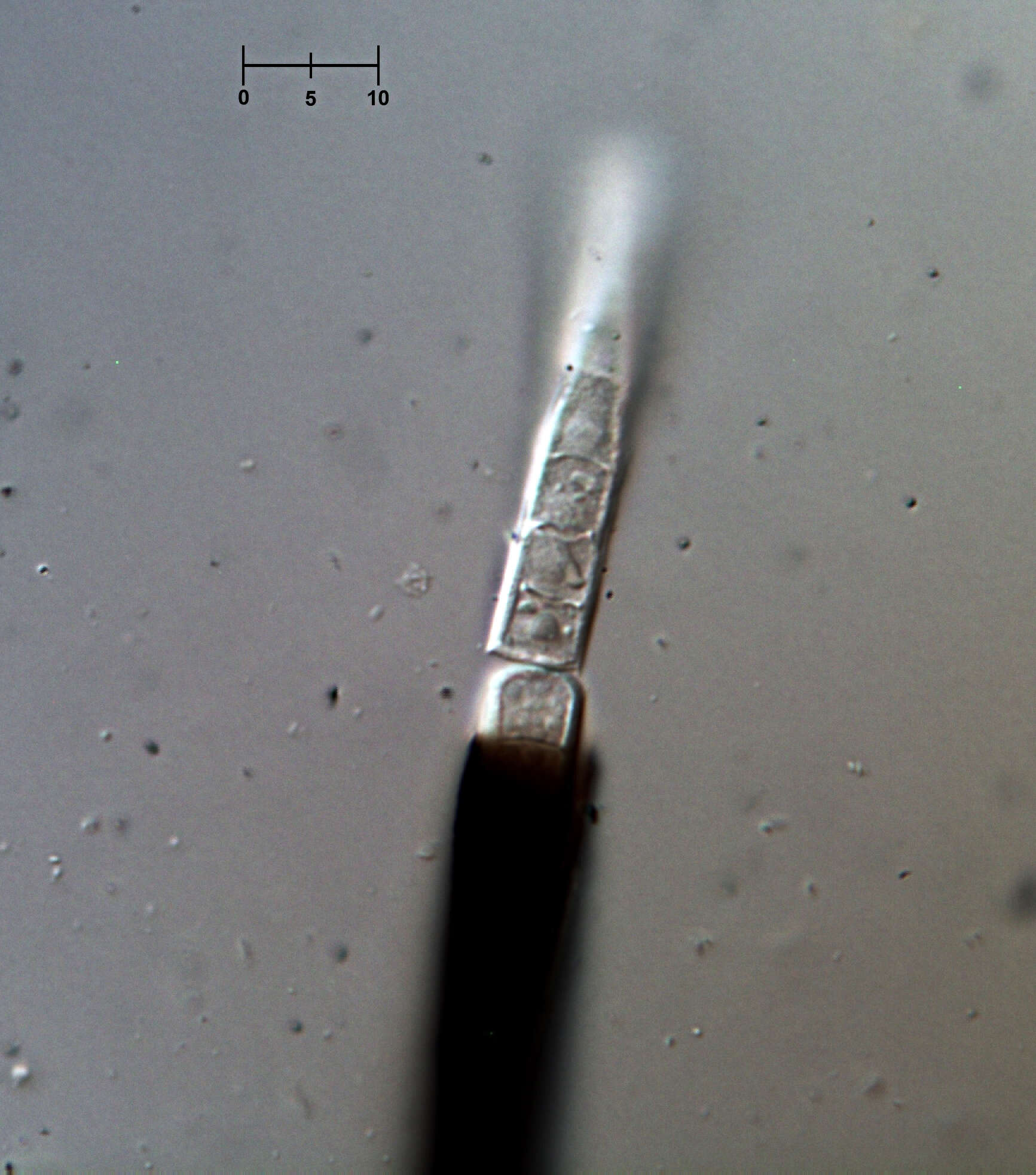 Chalara insignis (Sacc., M. Rousseau & E. Bommer) S. Hughes 1953 resmi