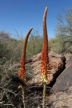 Image of Aloe gariepensis Pillans