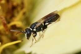 Imagem de Hylaeus leptocephalus (Morawitz 1870)