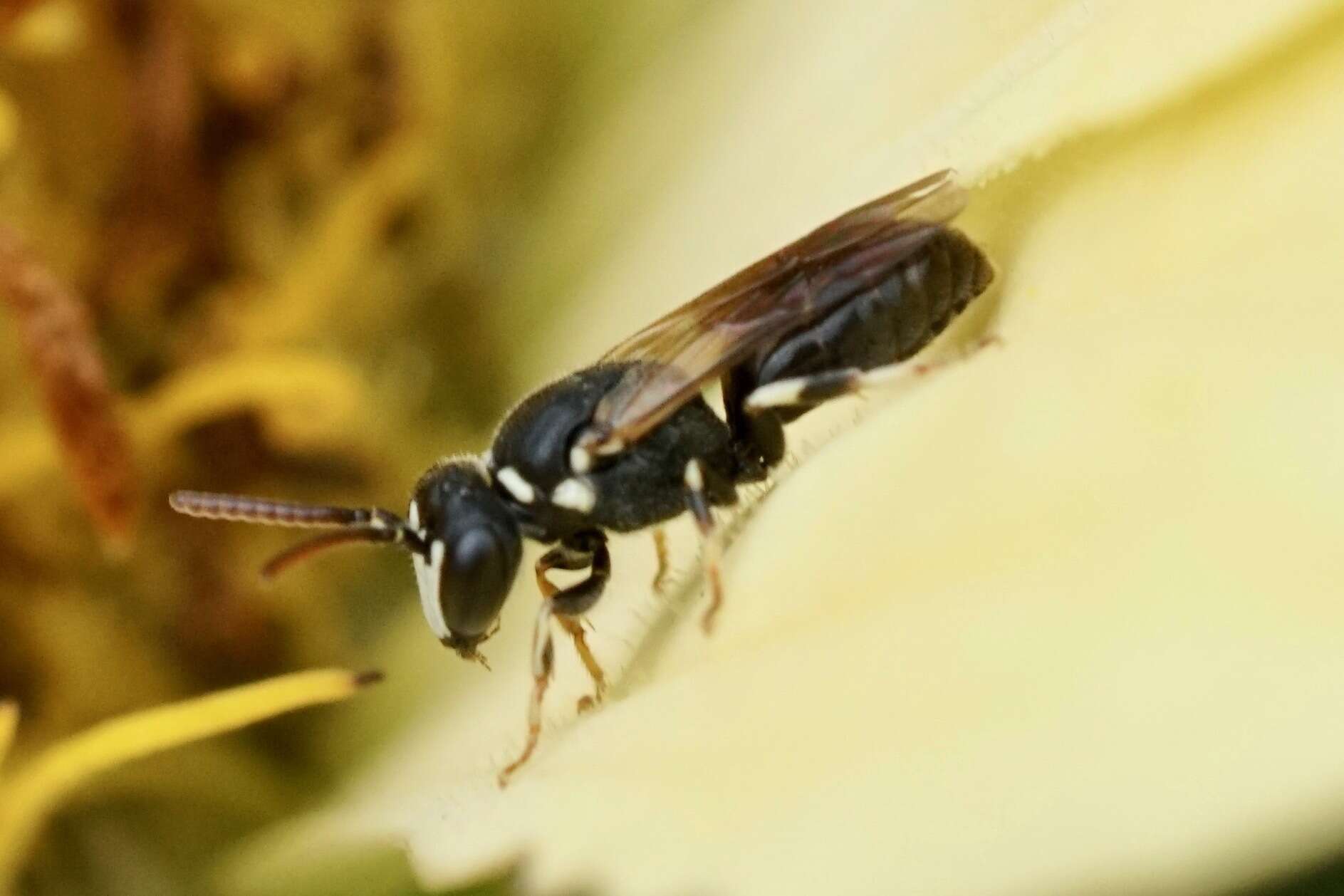 Sivun Hylaeus leptocephalus (Morawitz 1870) kuva