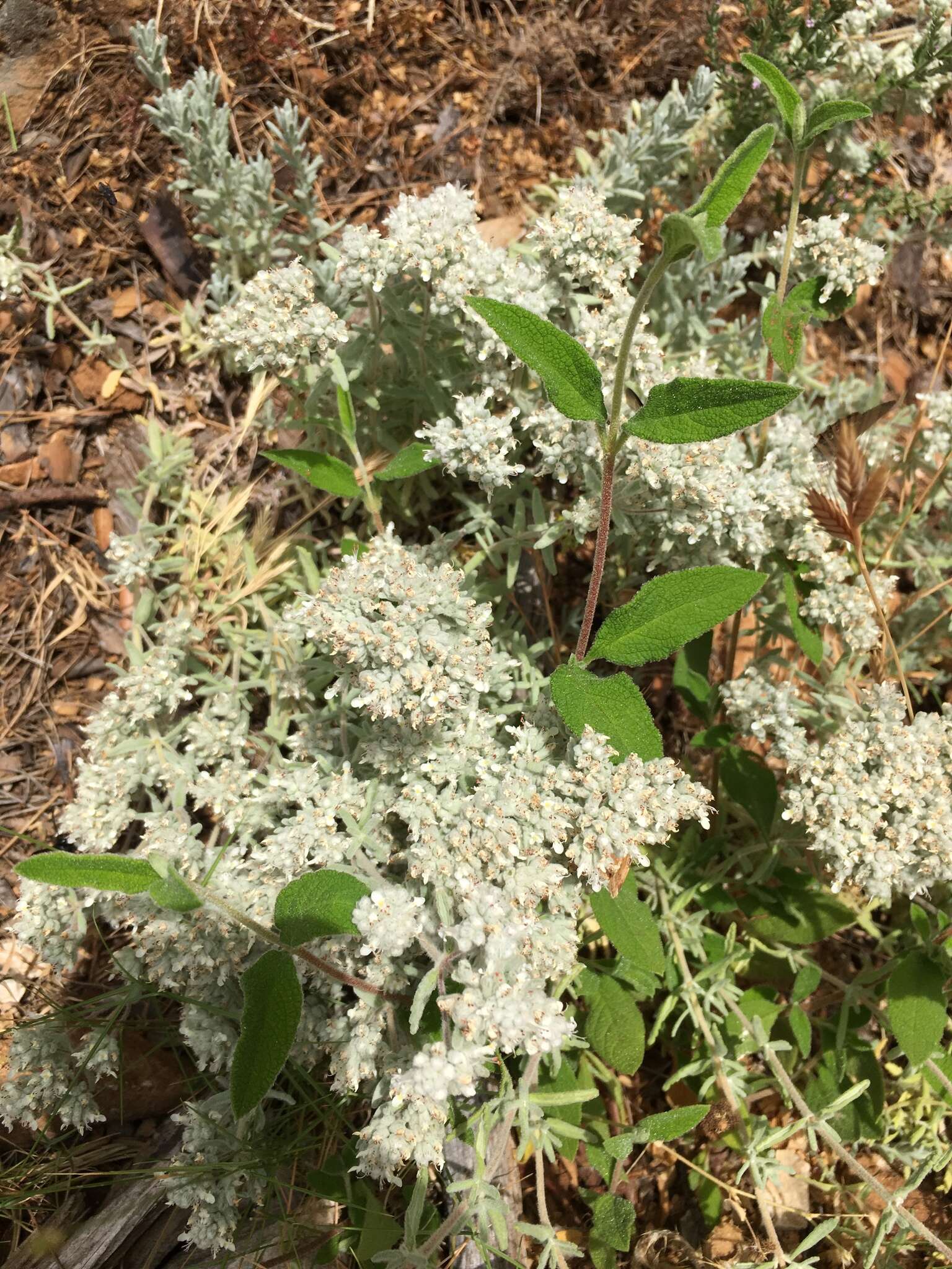 Sivun Teucrium capitatum subsp. capitatum kuva