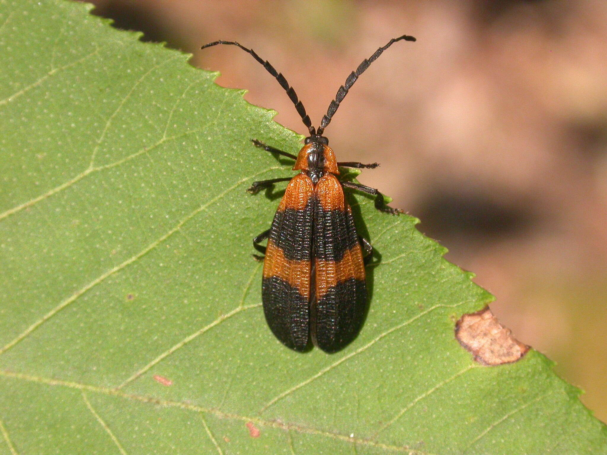 Sivun Calopteron reticulatum (Fabricius 1775) kuva