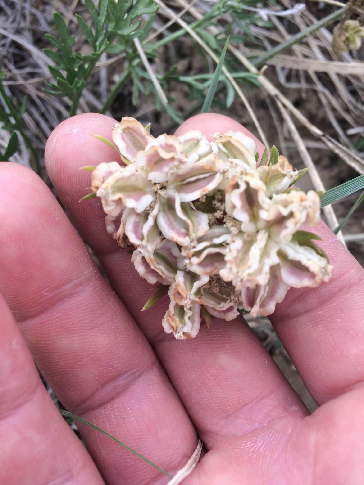 Слика од Cymopterus glomeratus DC.