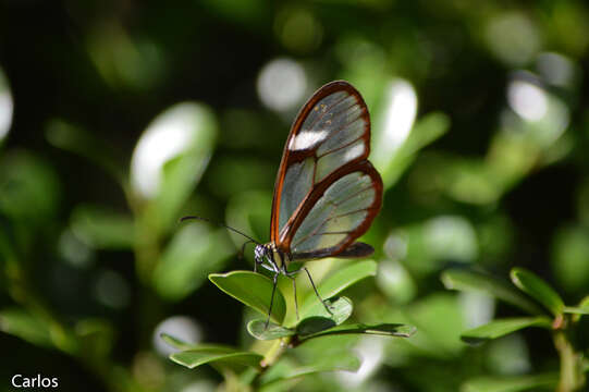 Image of Salvin's Clearwing