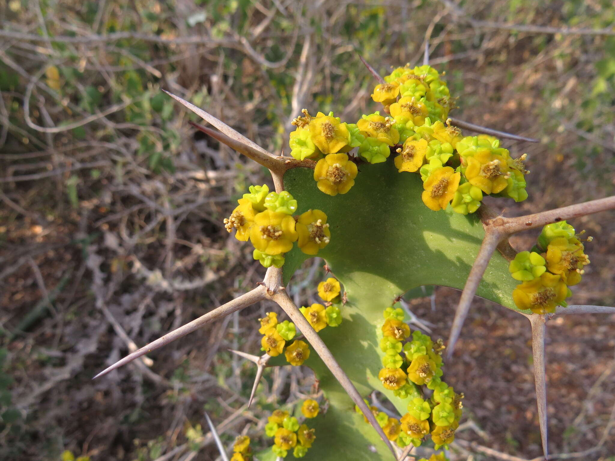 Euphorbia grandicornis Blanc resmi