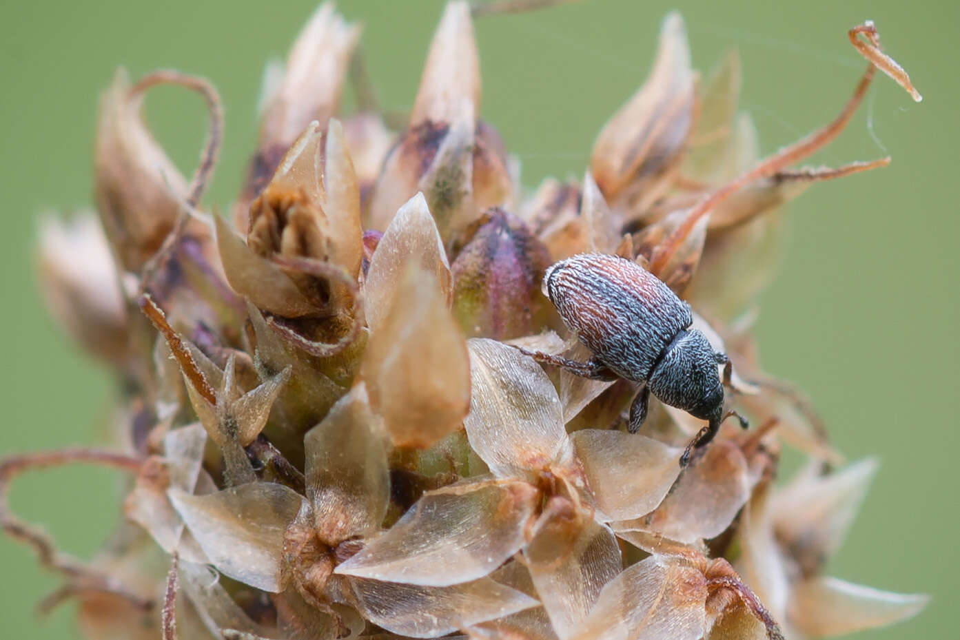 Image of Mecinus pascuorum Caldara 2001