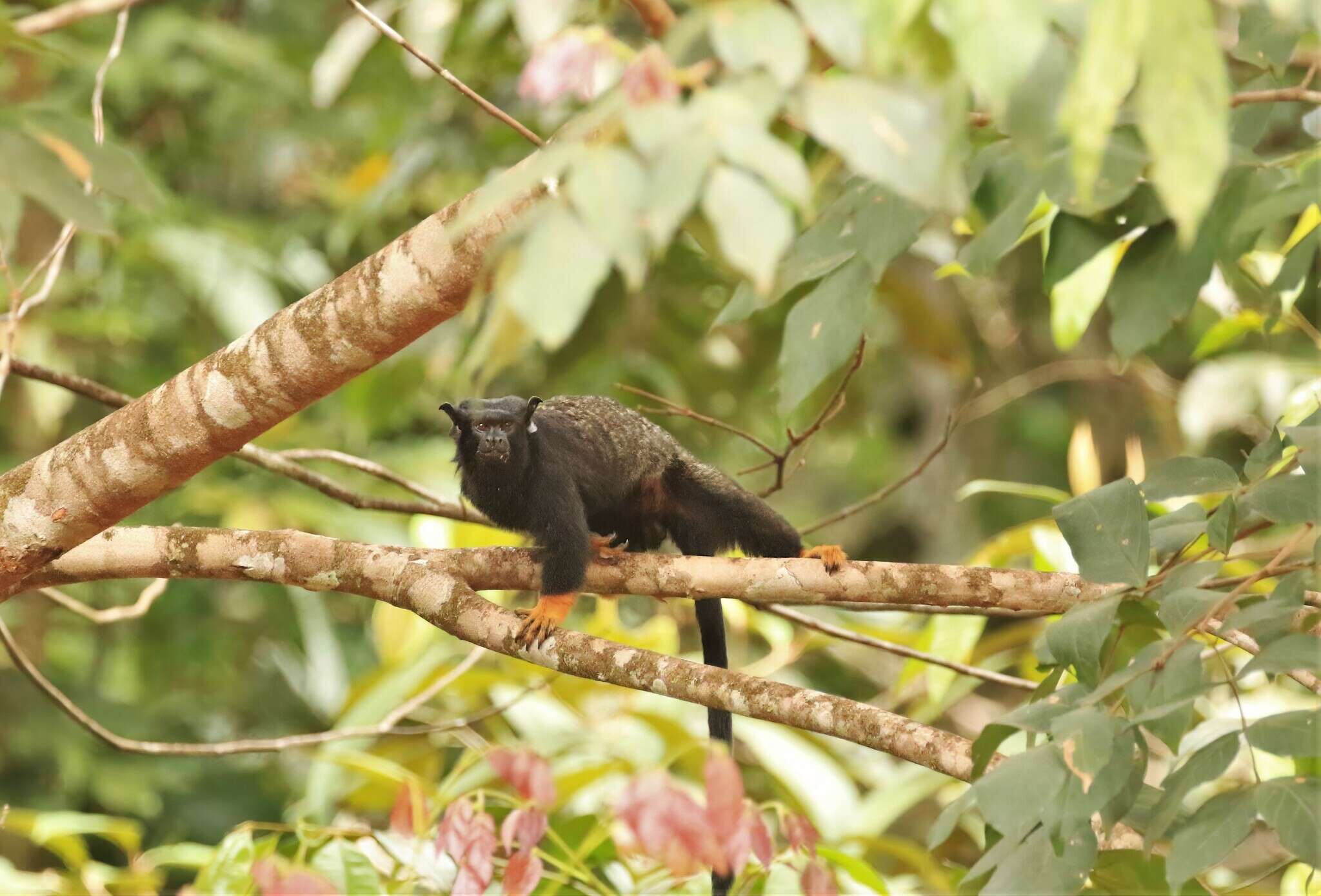 Image of Golden-handed Tamarin