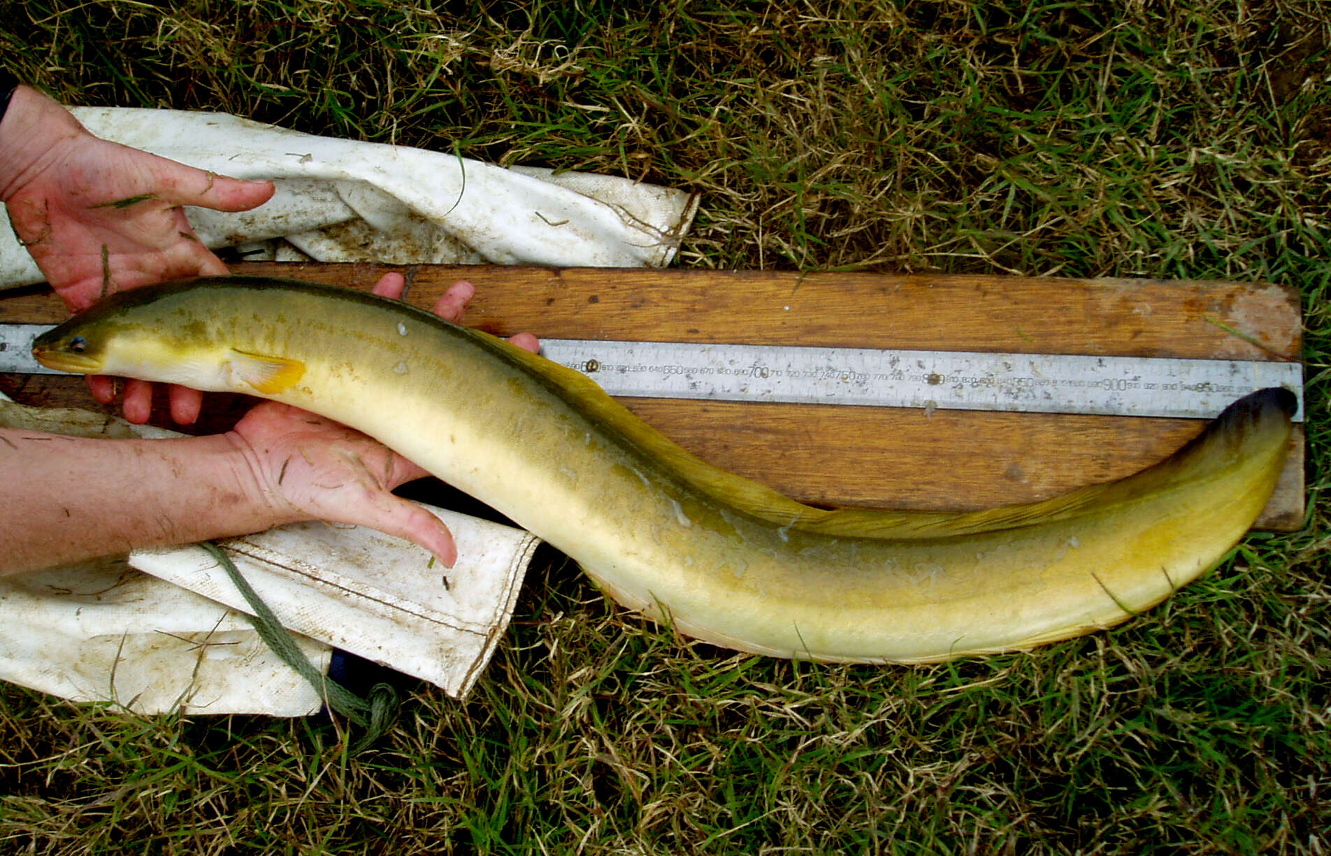 Image of African longfin eel