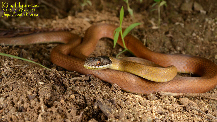 Image of Chinese Many-tooth Snake