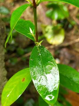 Image of Hypericum geminiflorum Hemsl.