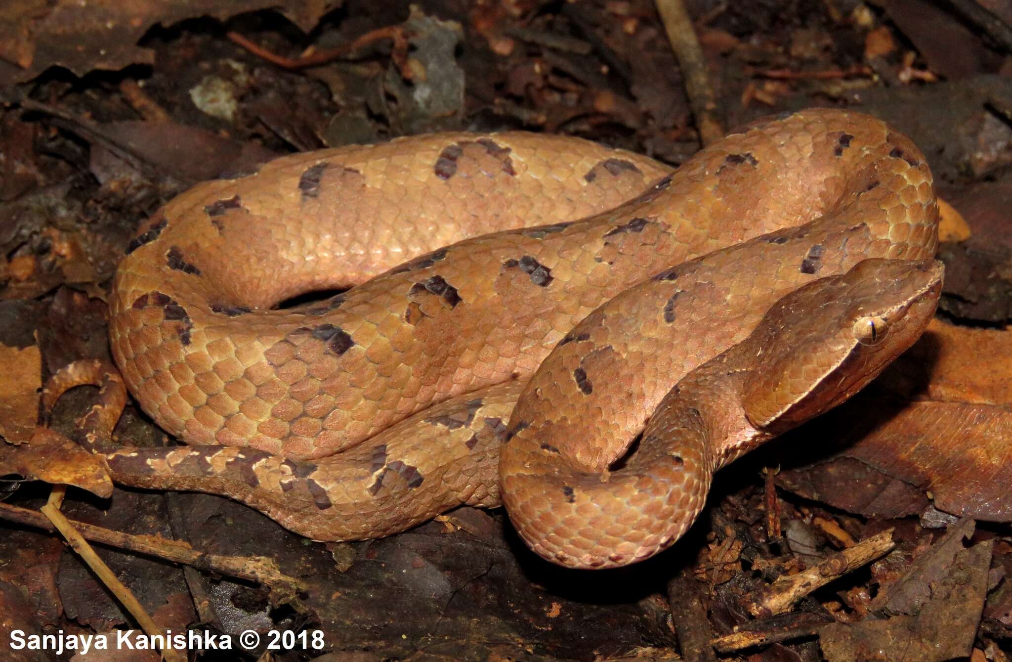 Image of Hump-nosed pit viper