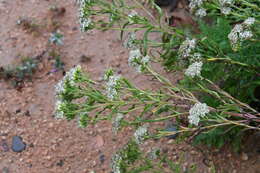 Achillea ptarmicoides Maxim. resmi