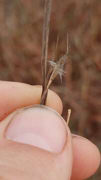 Image of gulf bluestem