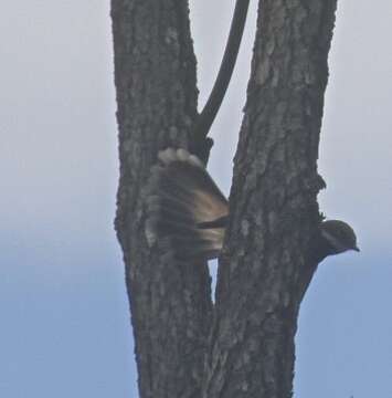 Image of Rufous Fantail