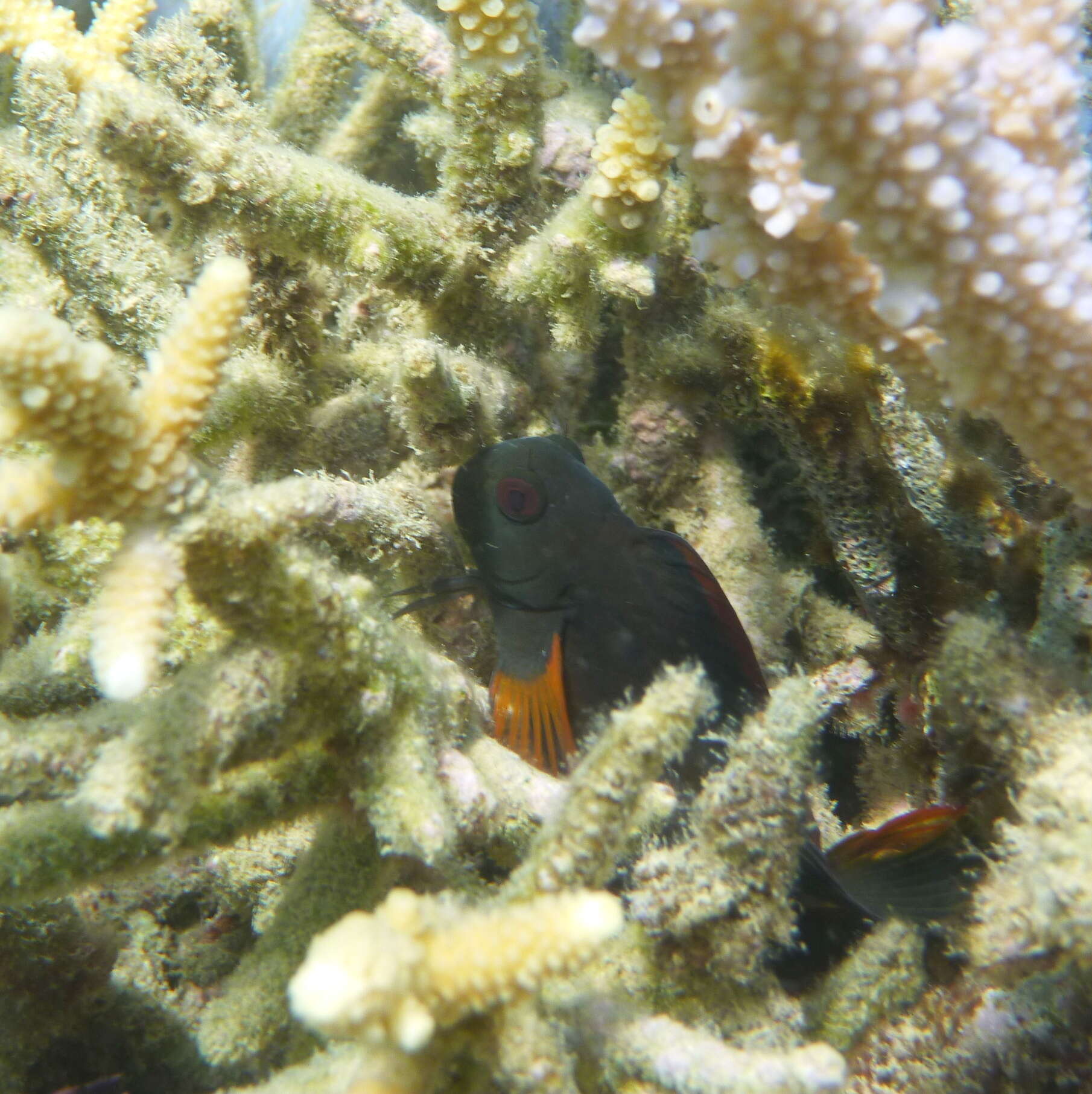 Image of Brown coral blenny