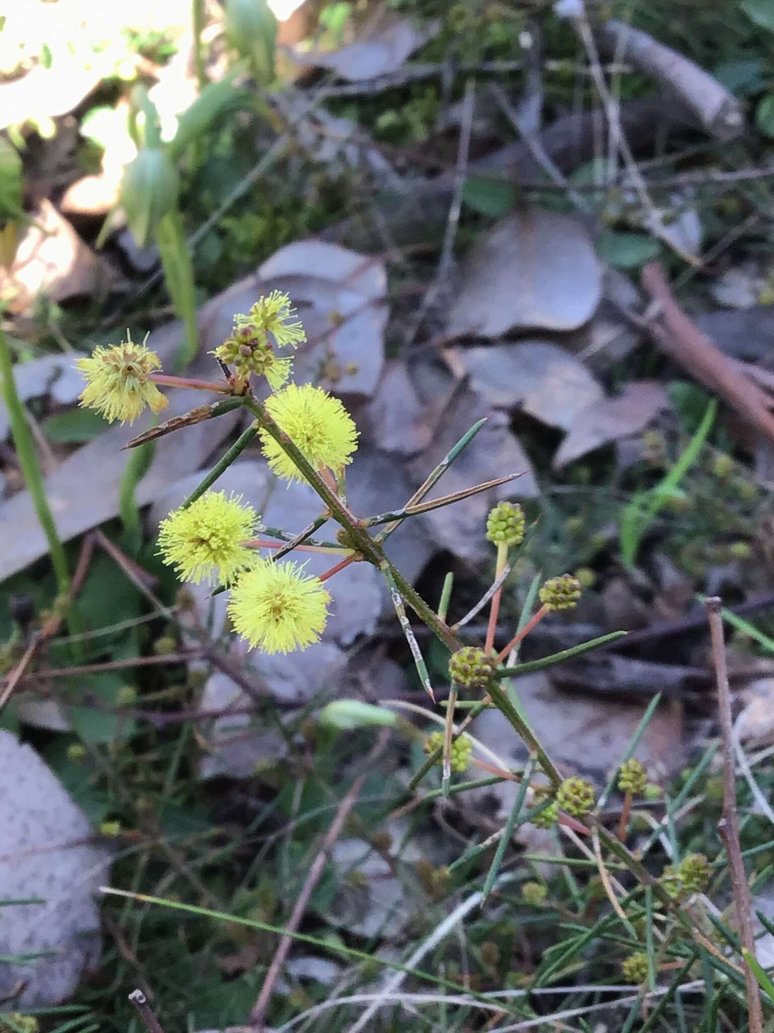 Imagem de Acacia aculeatissima J. F. Macbr.