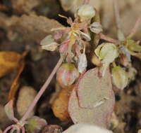 Image of Thick-Leaf Drymary