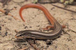 Plancia ëd Plestiodon egregius similis Mcconkey 1957