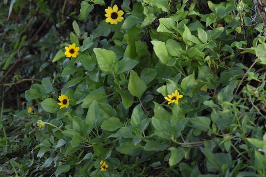 Image of cucumberleaf sunflower