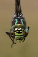 Image of bog hawker