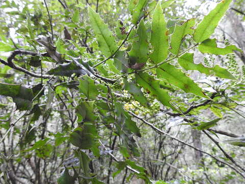 Image of Berberis moranensis Schult. & Schult. fil.