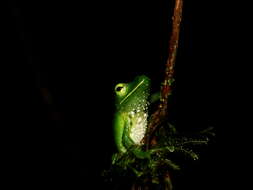 صورة Pristimantis galdi Jiménez de la Espada 1870