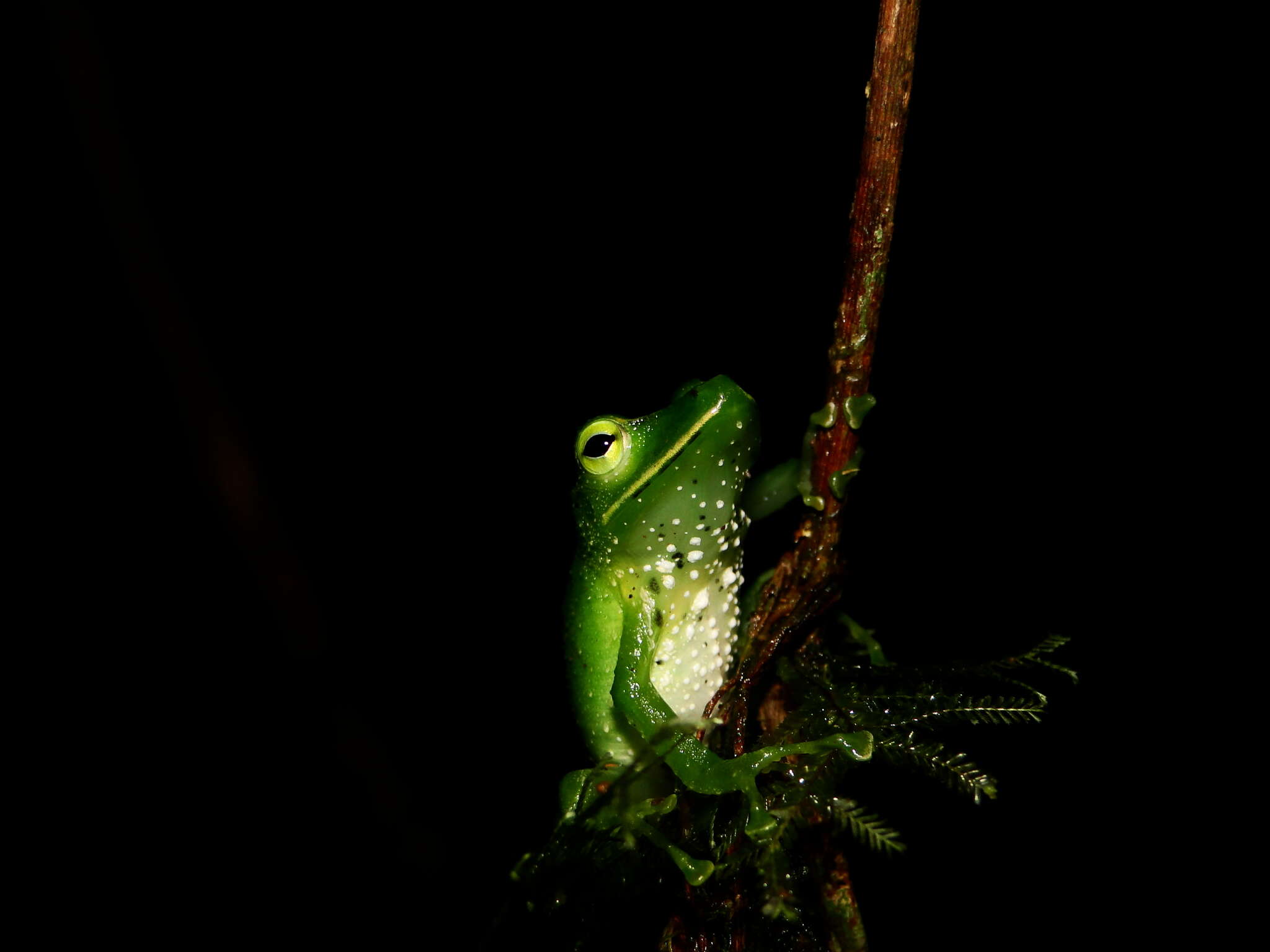 صورة Pristimantis galdi Jiménez de la Espada 1870