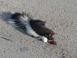 Image of Hooded and Striped Skunks