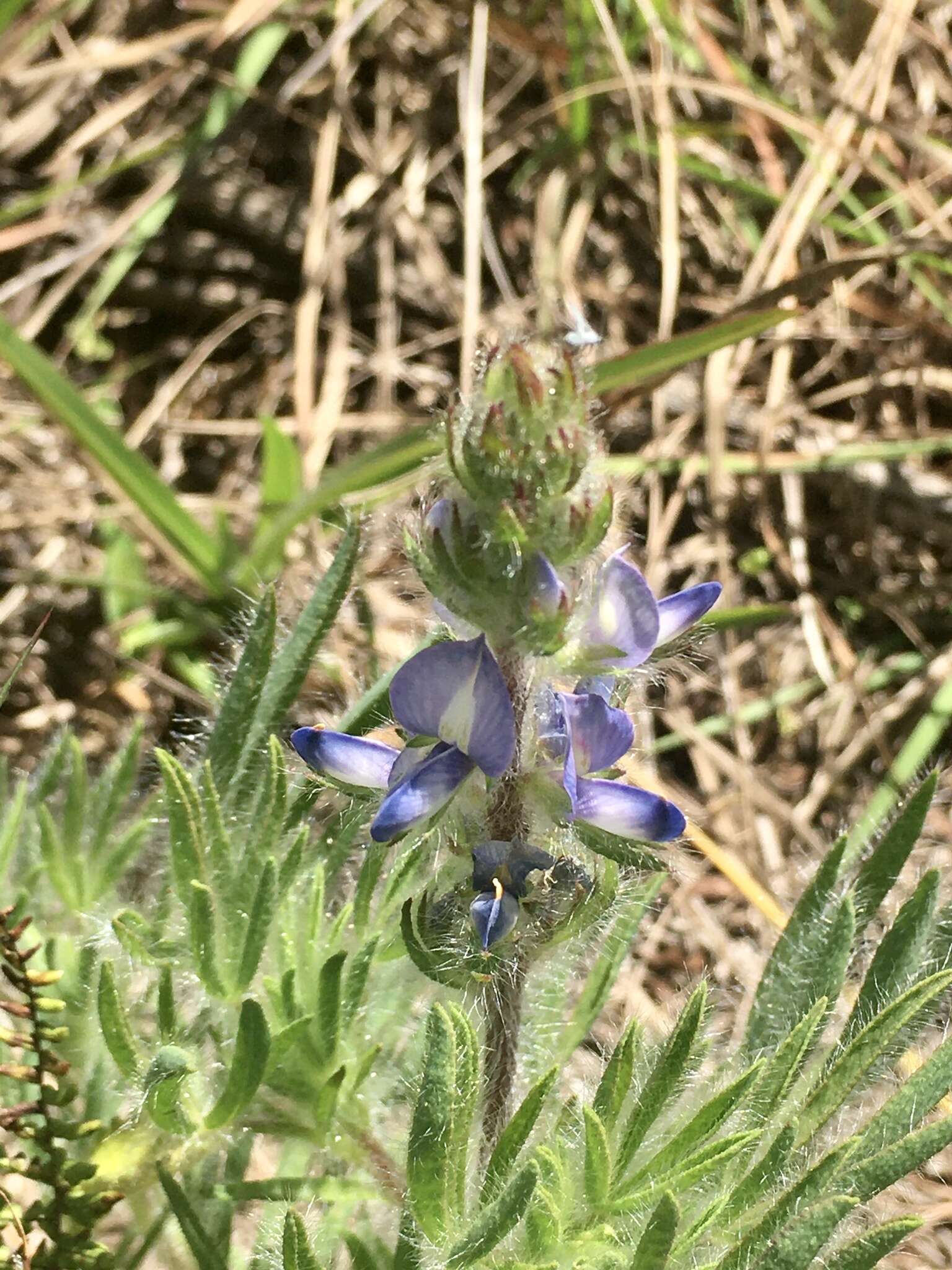 Image of Lupinus bracteolaris Desr.