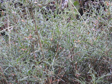 Image of Genista tridentata L.