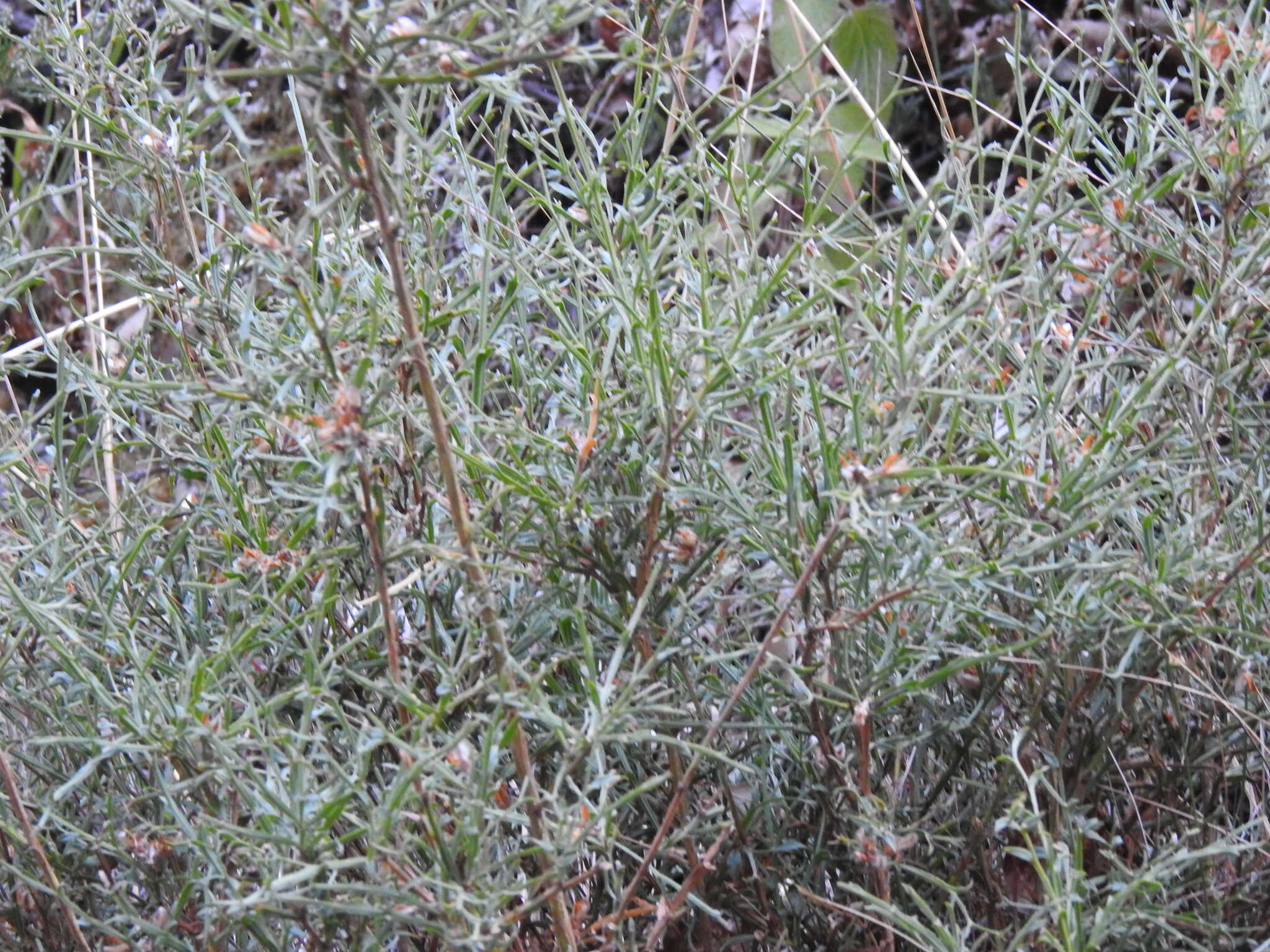 Plancia ëd Genista tridentata L.