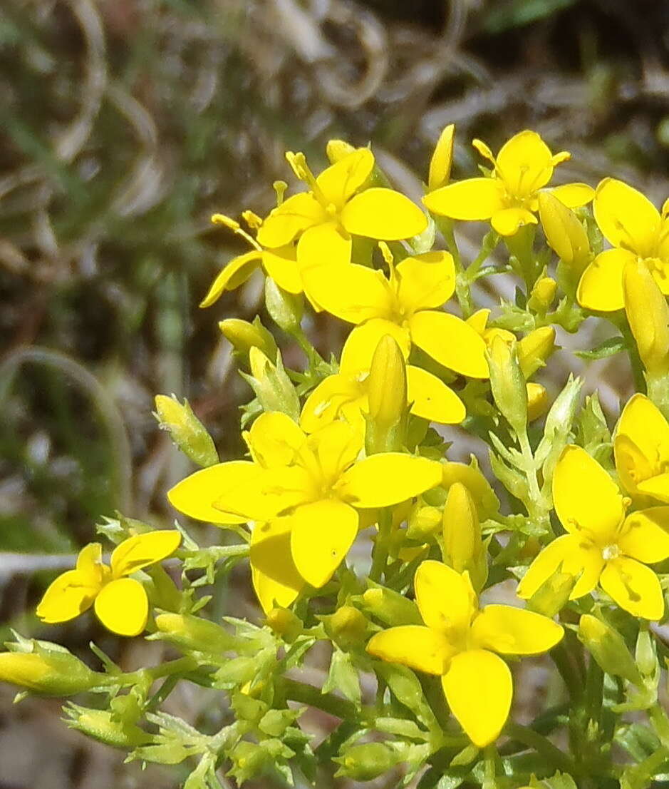 Image de Sebaea aurea (L. fil.) Sm.