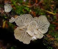 Слика од Tetrapyrgos olivaceonigra (E. Horak) E. Horak 1987